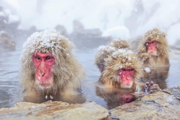 Японские снежные обезьяны
