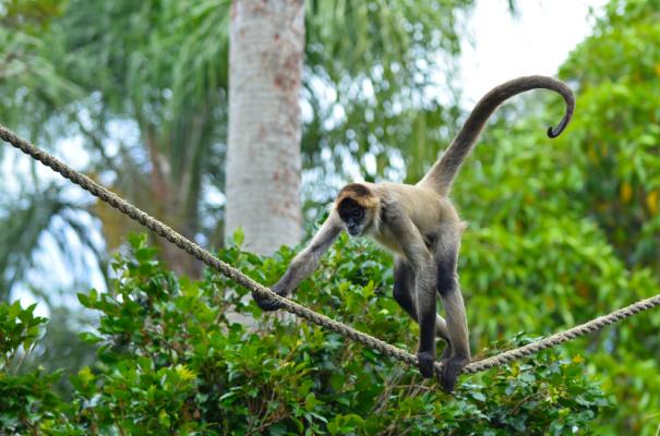 Паукообразная обезьяна карабкается по веревке