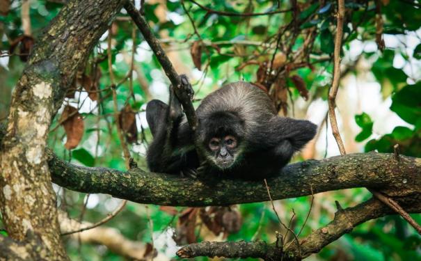 5 лучших мест, где можно увидеть обезьян